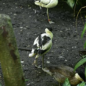 Aquatic Bird House - Pied Avocet (Recurvirostra avosetta) and Blue-billed Teal (Spatula hottentota)