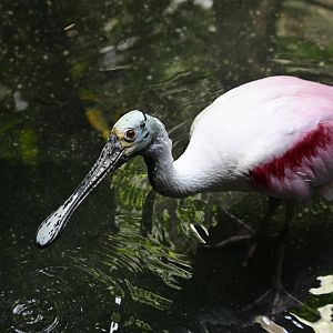 Aquatic Bird House - Roseate Spoonbill (Platalea ajaja)