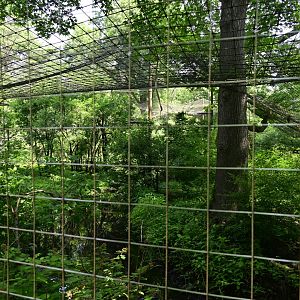 Aquatic Bird House - Lesser Adjutant (Leptoptilos javanicus) Exhibit