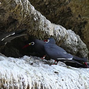 Sea Bird Aviary - Inca Terns (Larosterna inca)