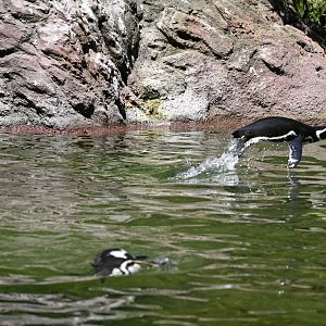 Sea Bird Aviary - Magellanic Penguins (Spheniscus magellanicus)