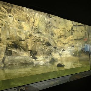 Aquatic Bird House - Tufted Puffin (Fratercula cirrhata)