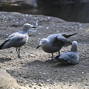 Sea Bird Aviary - Gray Gulls (Leucophaeus modestus)
