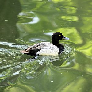 Sea Bird Aviary - Lesser Scaup (Aythya affinis)