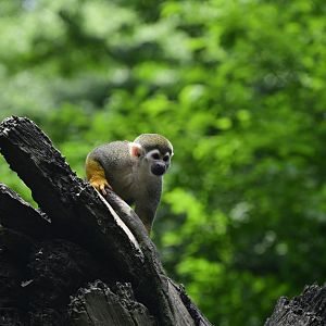 Children's Zoo - Common Squirrel Monkey (Saimiri sciureus)