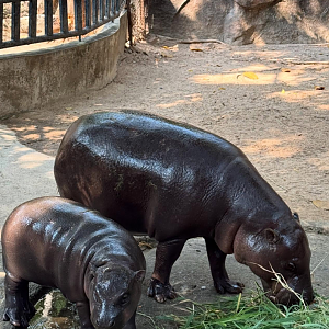 Moodeng and Jonah pygmy hippo