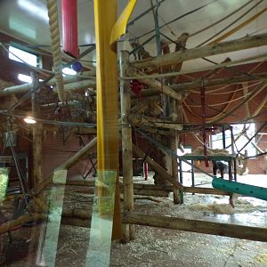 Gorilla indoors 7.7.24