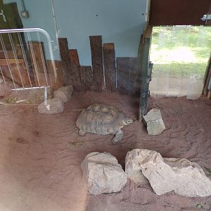 African spurred tortoise indoors 7.7.24