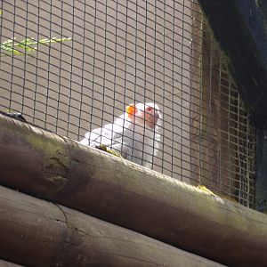 Silvery marmoset 7.7.24