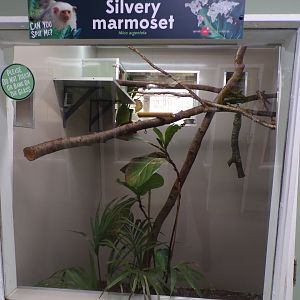 Silvery marmoset indoors 7.7.24