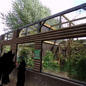 Silvery marmoset enclosure 7.7.24