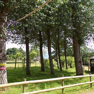 Emperor tamarin freeroaming trees 7.7.24