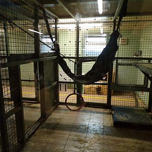 Bonobo indoor holding areas 7.7.24