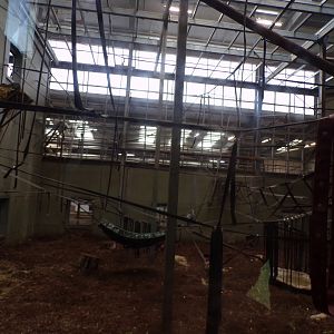 Chimpanzee indoors 7.7.24