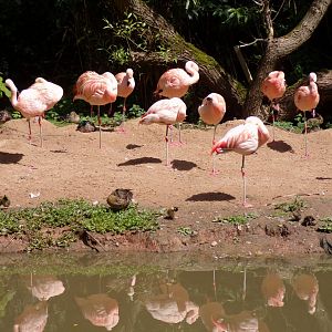 Chilean flamingoes 7.7.24