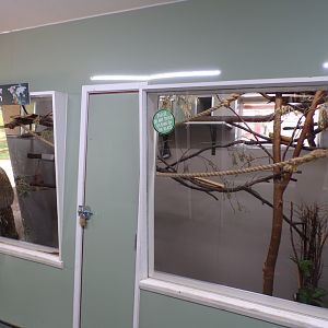 Emperor tamarin indoors 7.7.24