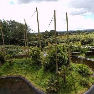Gibbon forest enclosure 7.7.24