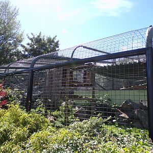 Columbian black spider monkey enclosure 7.7.24
