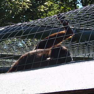 Columbian black spider monkey 7.7.24