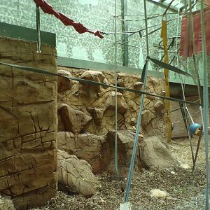 Bornean orangutan indoors 7.7.24