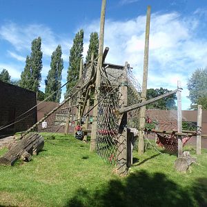Bornean orangutan enclosure 7.7.24