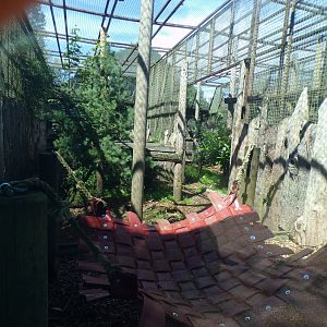 Amur leopard enclosure 7.7.24