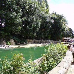 Humboldt penguin enclosure 7.7.24