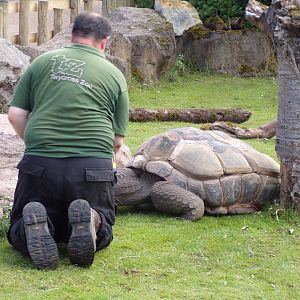Aldabra tortoise 7.7.24
