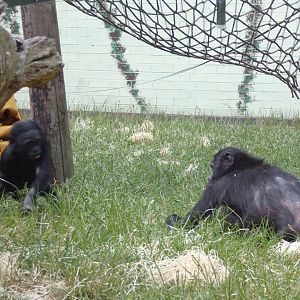 Bonobo and youngster 7.7.24