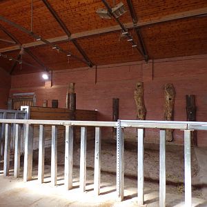 Black rhinoceros indoors 7.7.24