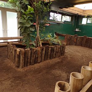 Aldabra tortoise indoors 7.7.24