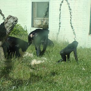 Bonobos and youngsters 7.7.24