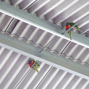 Rainbow lorikeets 7.7.24