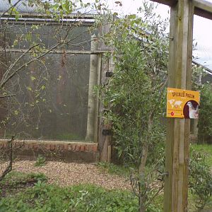 Speckled pigeon aviary 7.7.24