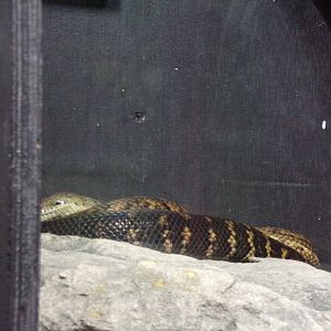Jamaican boa 7.7.24