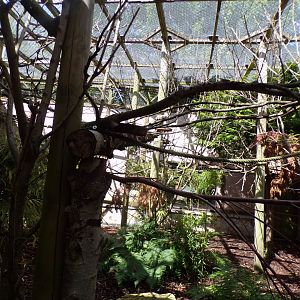 Coppery titi enclosure 7.7.24