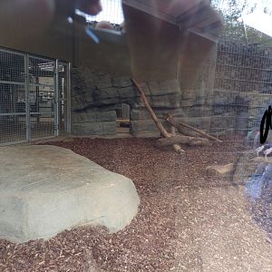 Sumatran tiger indoors 7.7.24