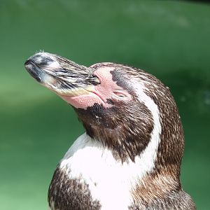 Humboldt penguin 7.7.24