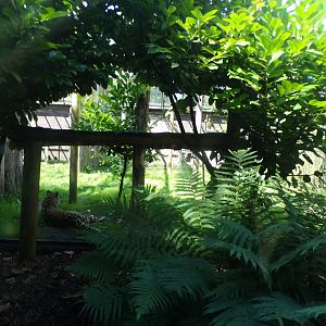 Amur leopard enclosure 7.7.24