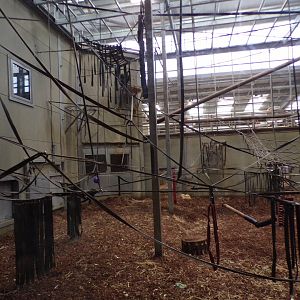 Chimpanzee indoors 7.7.24