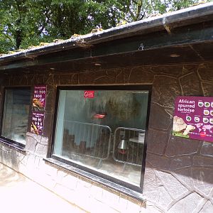 African spurred tortoise house 7.7.24