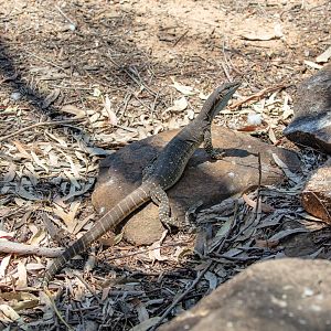 Sand Goanna