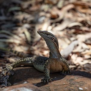 Sand Goanna