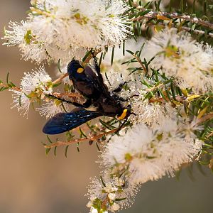 Two-spotted Blue Hairy Flower Wasp