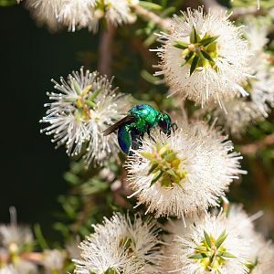 Cuckoo Wasp