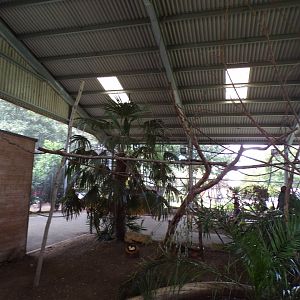 Rainbow lorikeet walkthrough 7.7.24