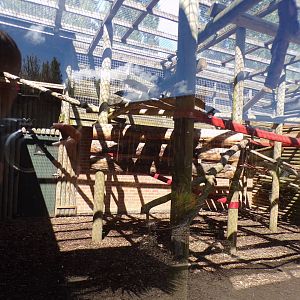 Dusky langur enclosure 7.7.24