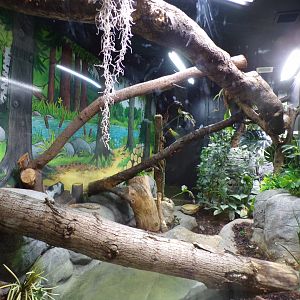 Boa constrictor enclosure 7.7.24