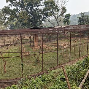 Red-faced spider monkey aviary