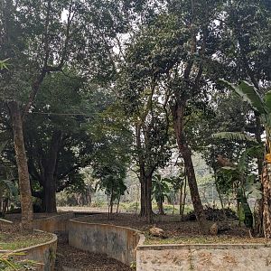 Hoolock gibbon enclosure